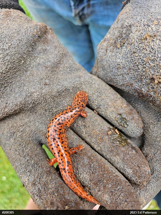Northern Red Salamander