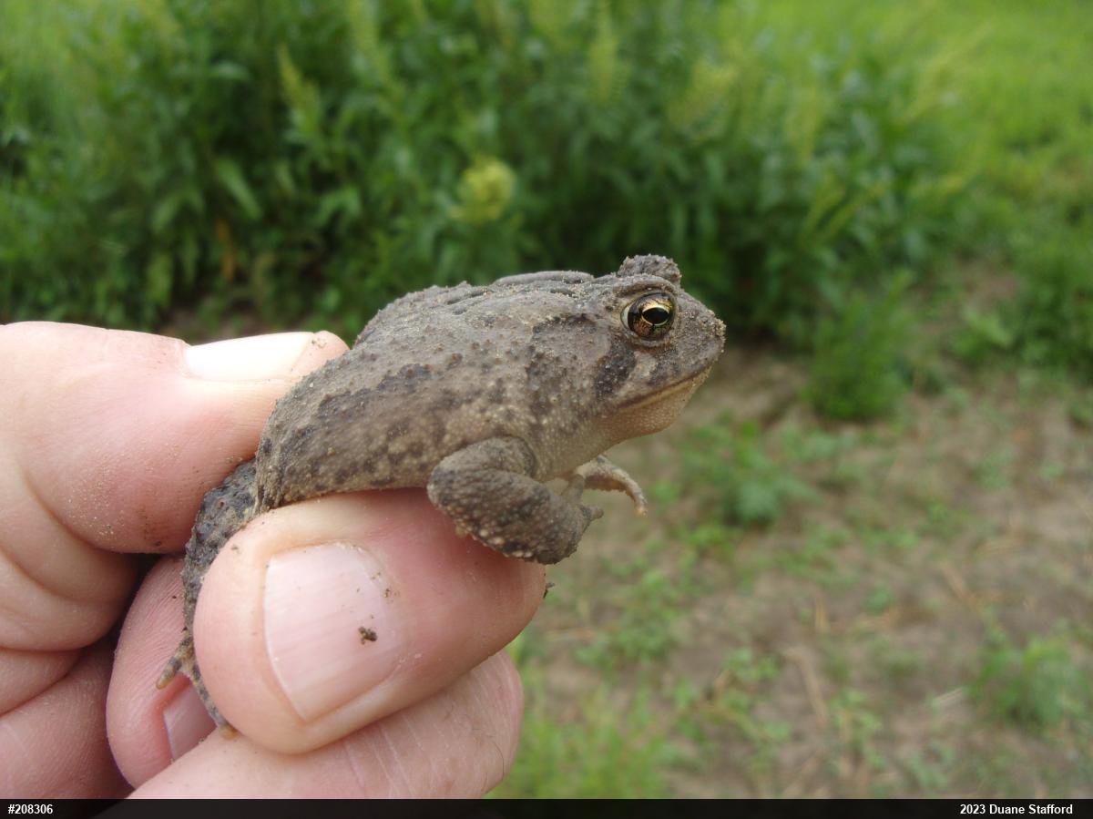 Eastern American Toad