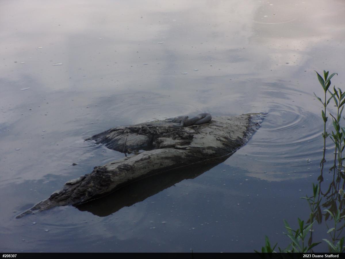 Northern Watersnake