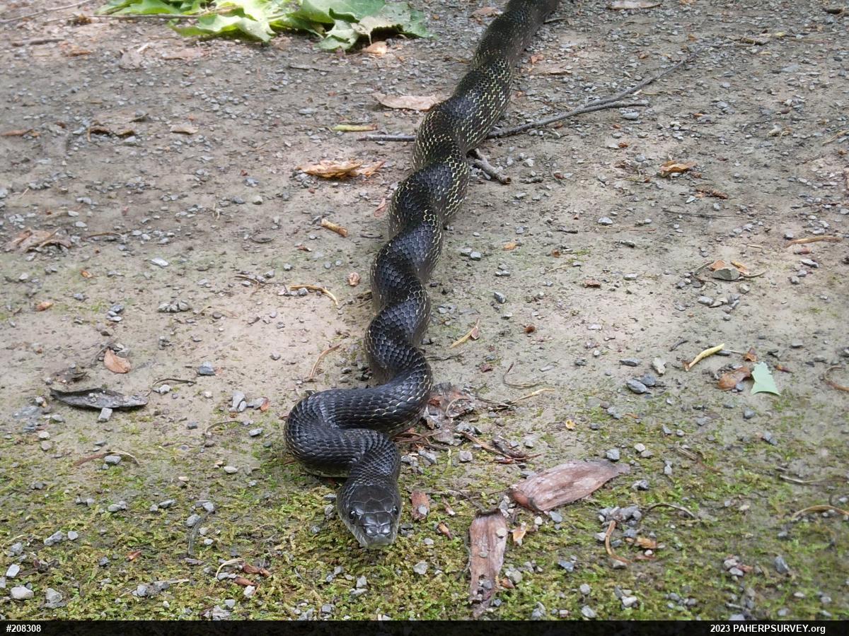 Eastern Ratsnake