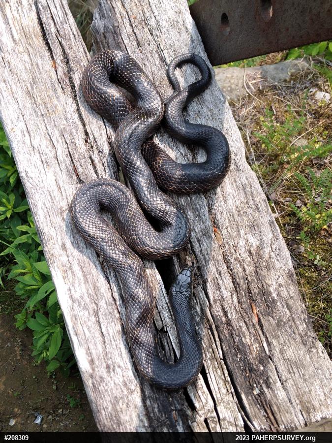 Eastern Ratsnake