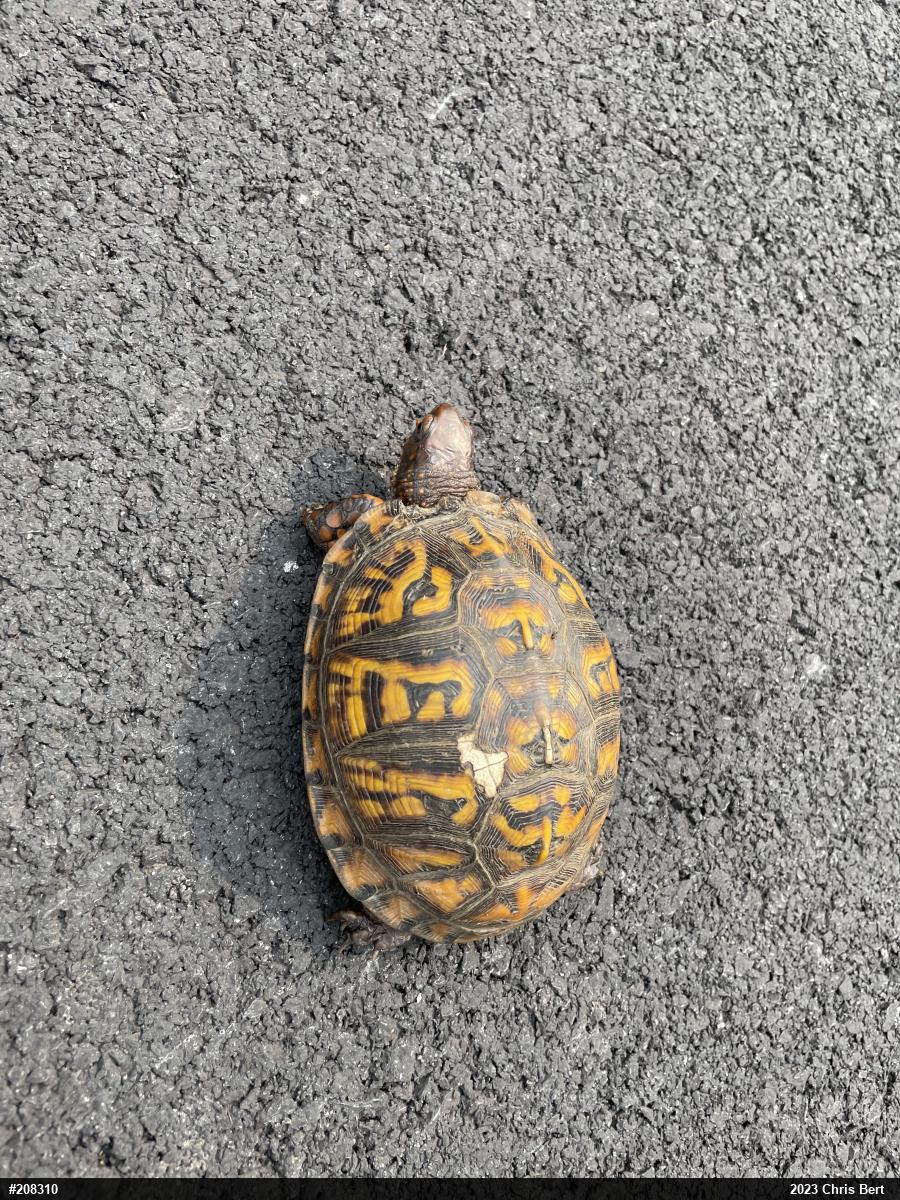 Eastern Box Turtle