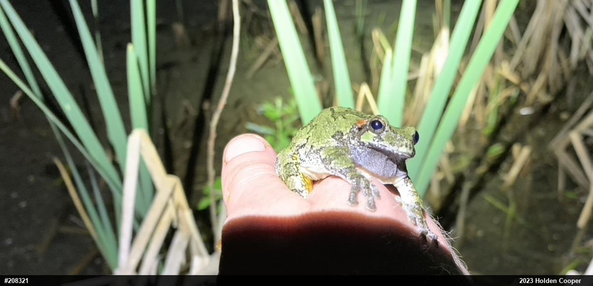 Gray Treefrog