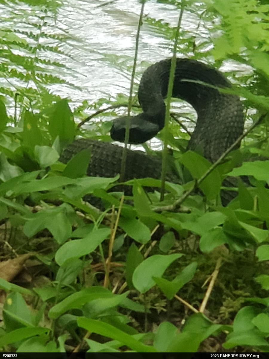 Timber Rattlesnake