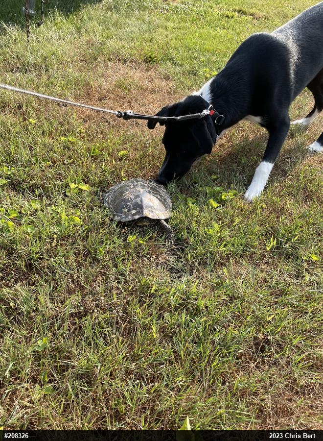 Northern Map Turtle
