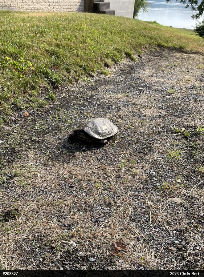 Northern Map Turtle