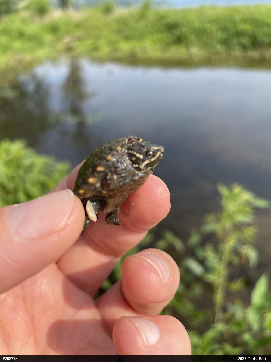 Eastern Musk Turtle