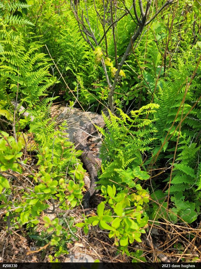 Timber Rattlesnake