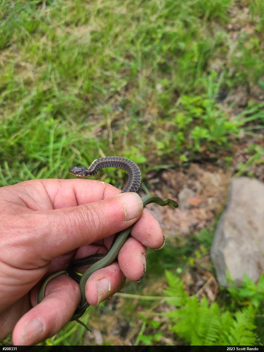 Eastern Gartersnake