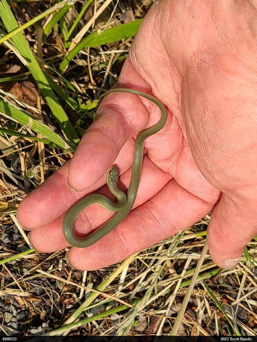 Smooth Greensnake
