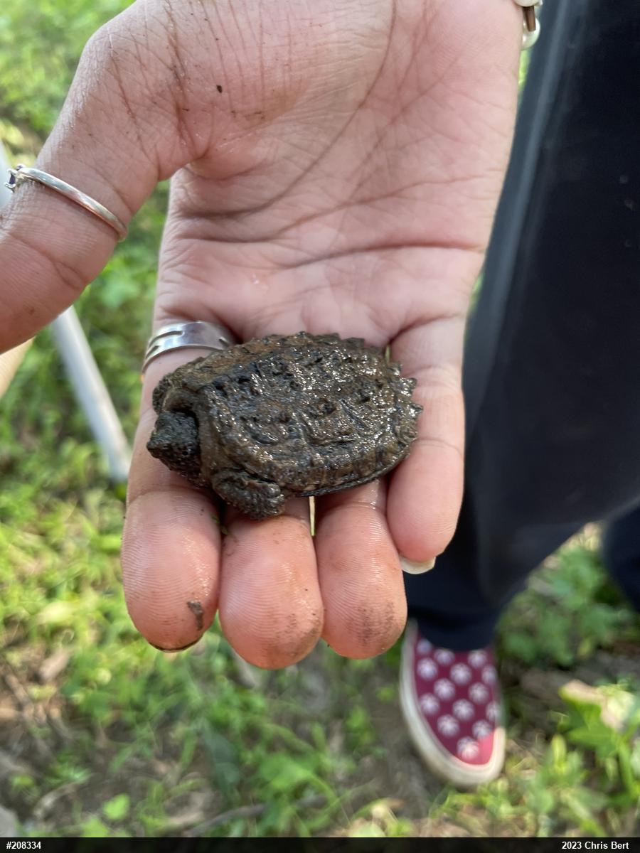 Snapping Turtle