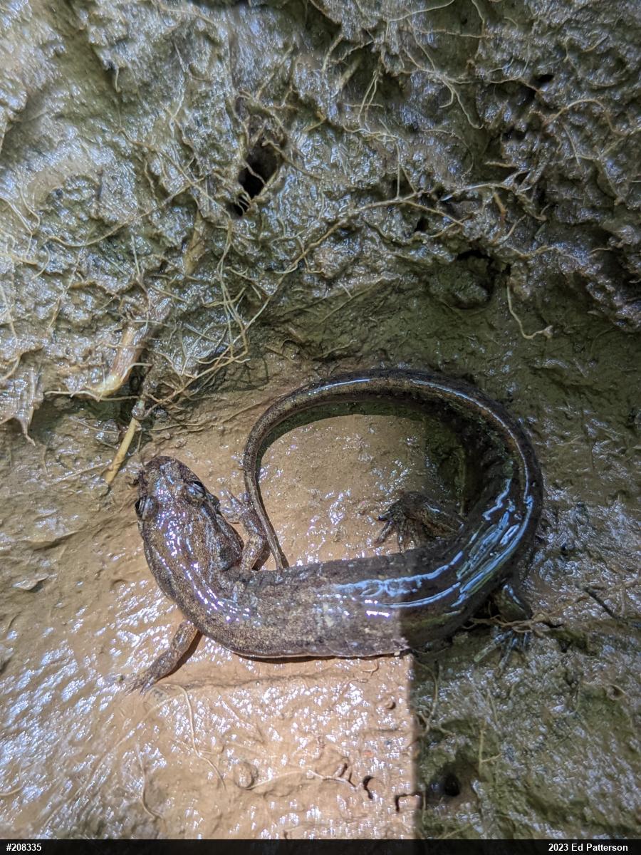 Northern Dusky Salamander
