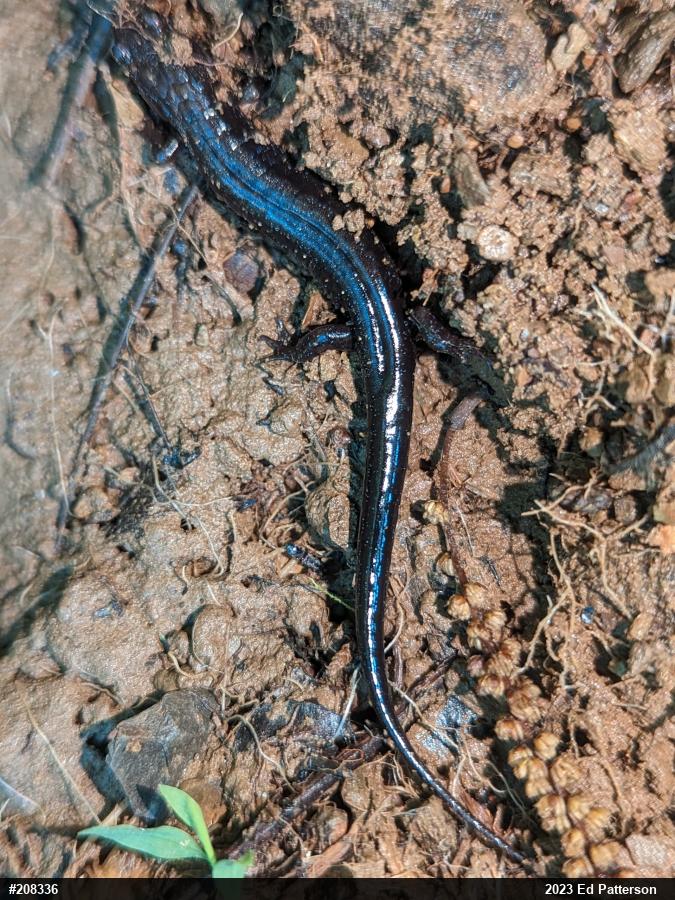 Allegheny Mountain Dusky Salamander