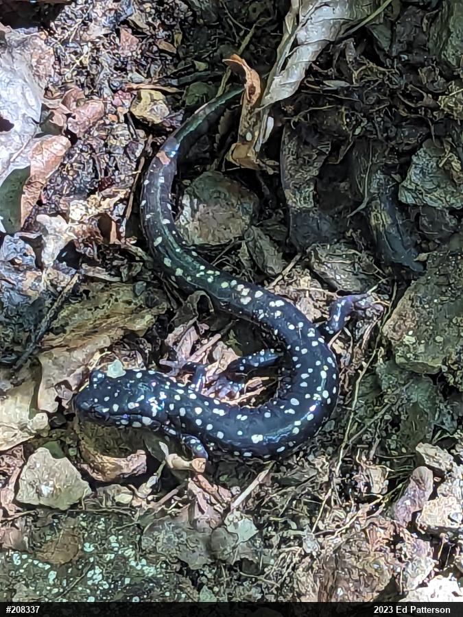 Northern Slimy Salamander