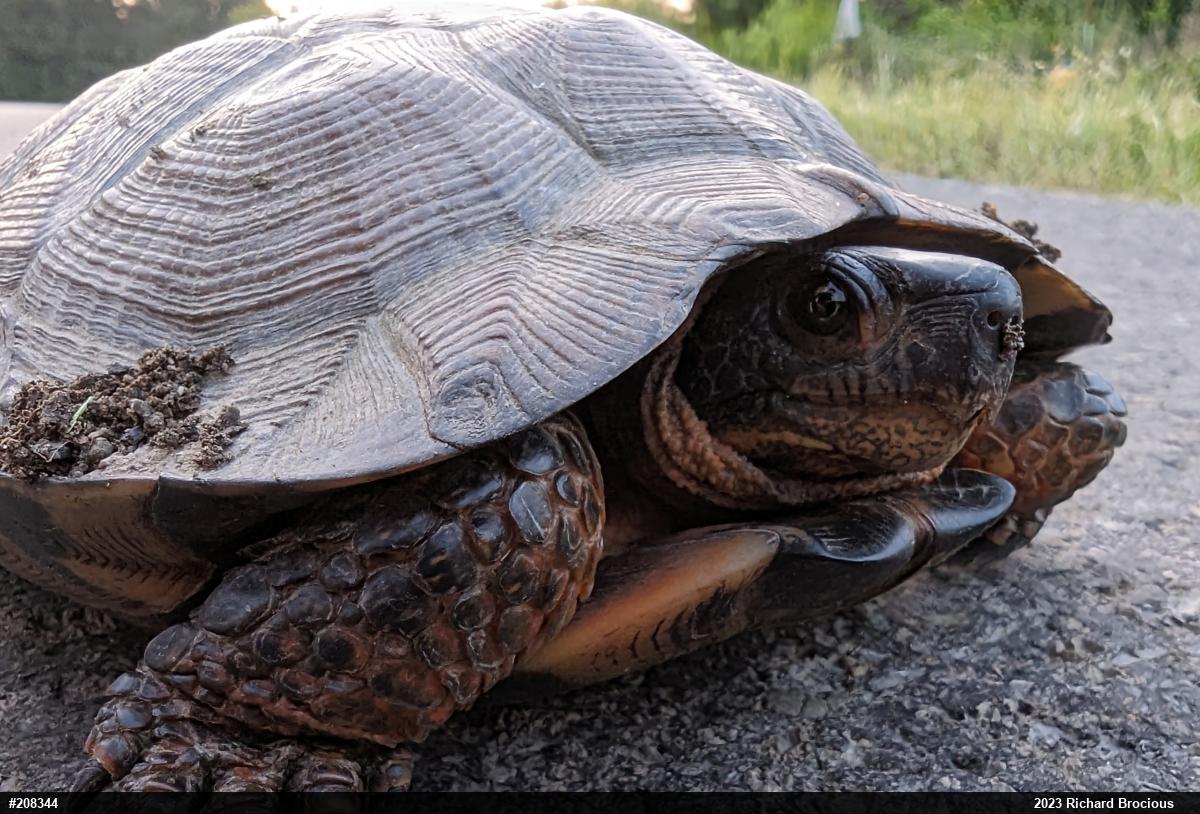 Wood Turtle