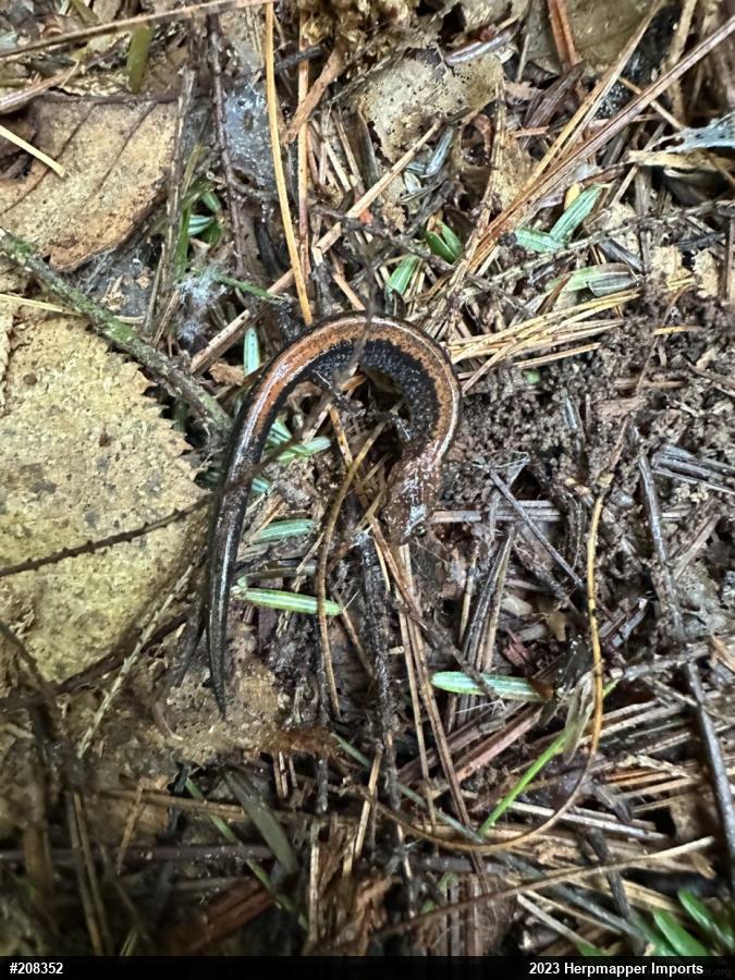 Eastern Red-backed  Salamander