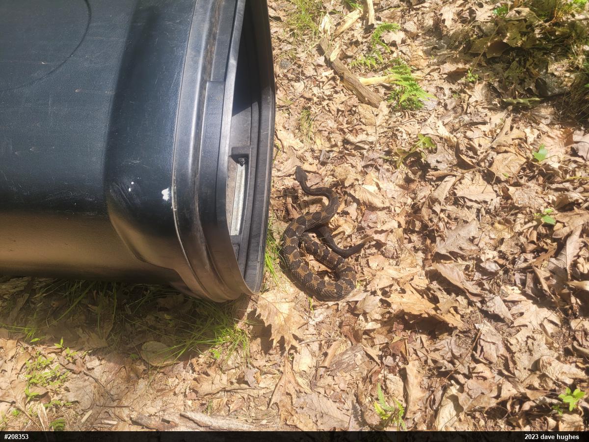 Timber Rattlesnake