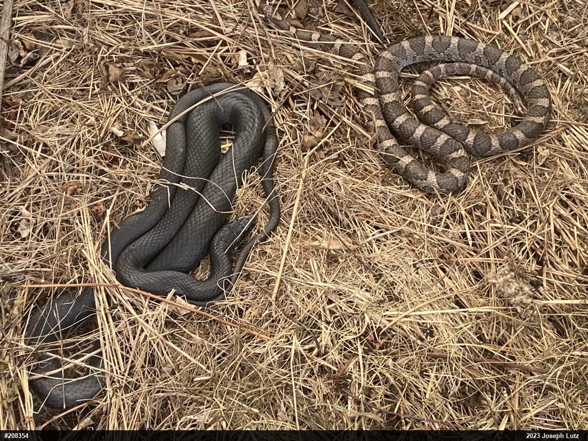 Northern Black Racer