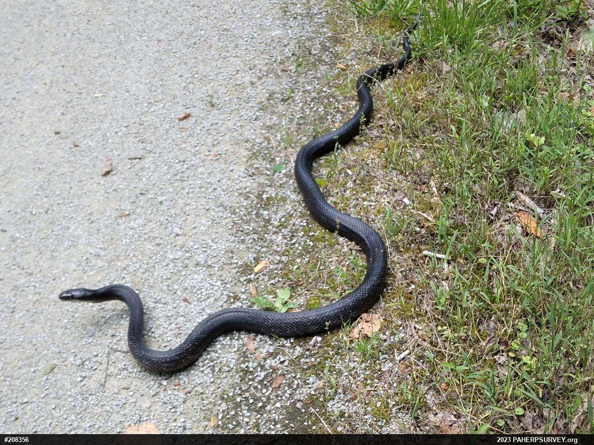 Eastern Ratsnake