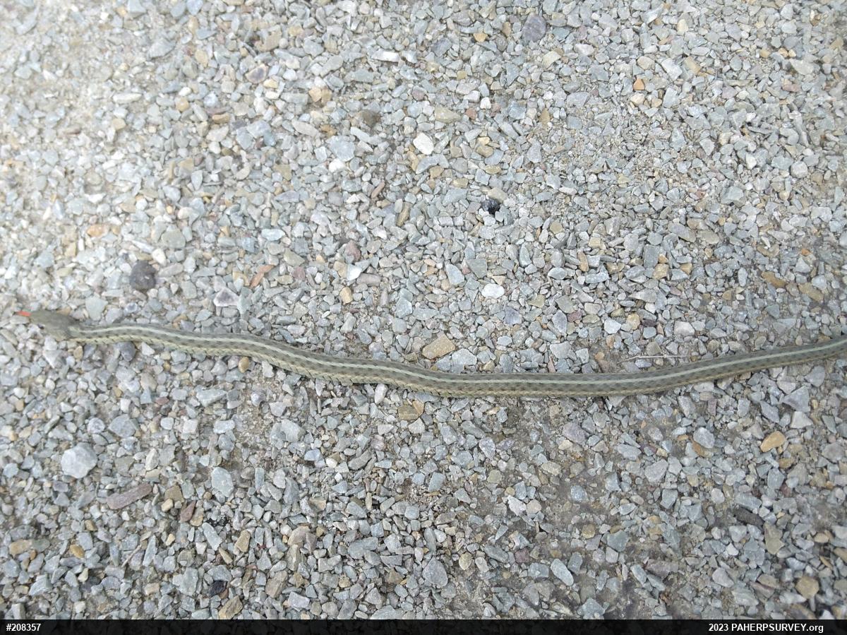 Eastern Gartersnake