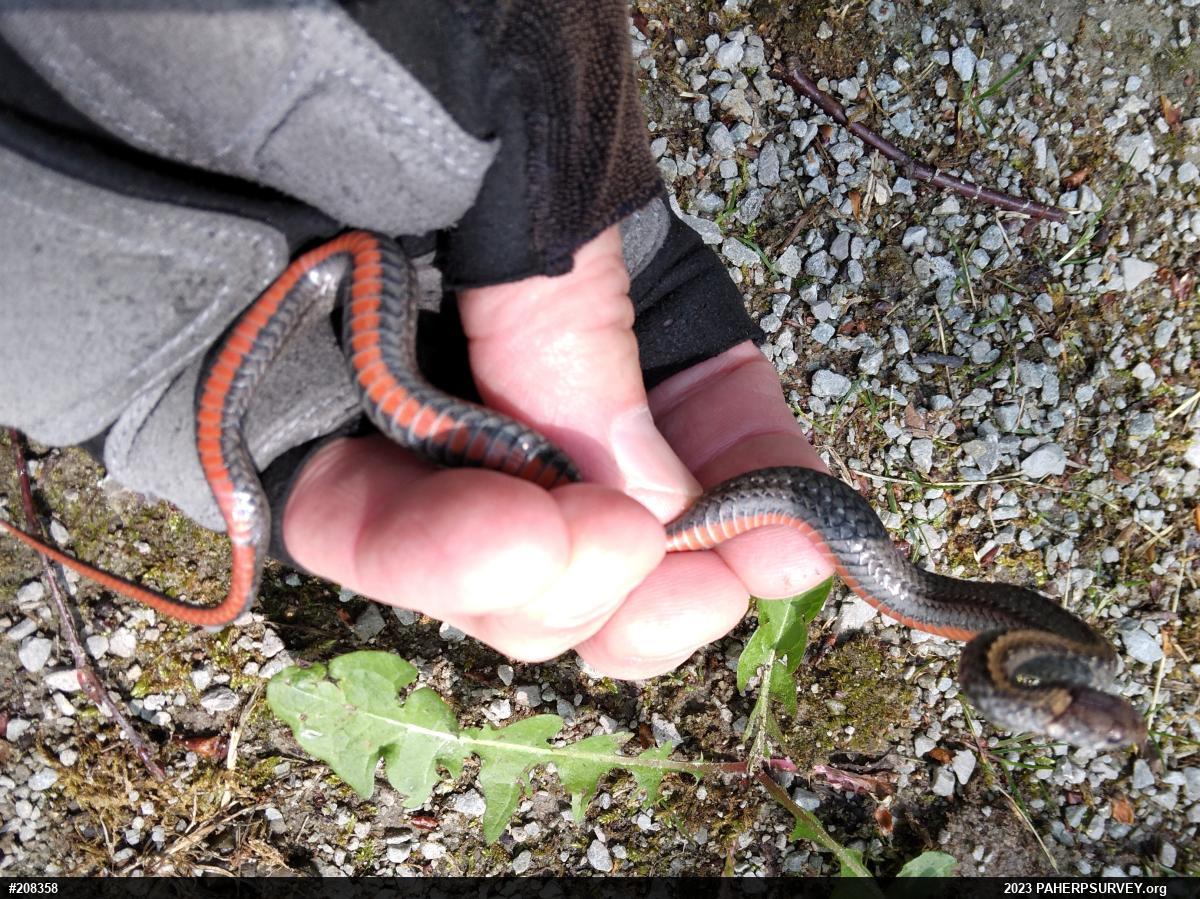 Red-bellied Snake