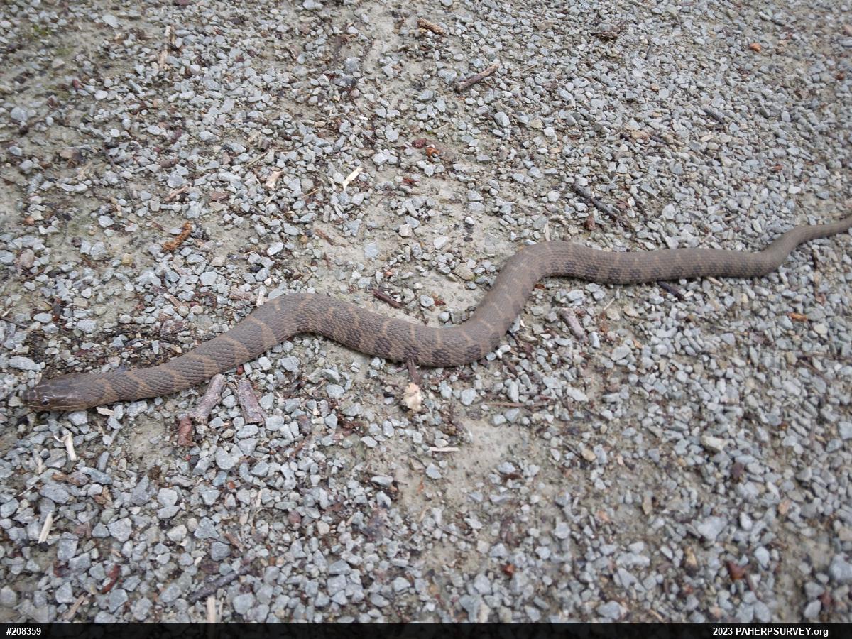 Northern Watersnake