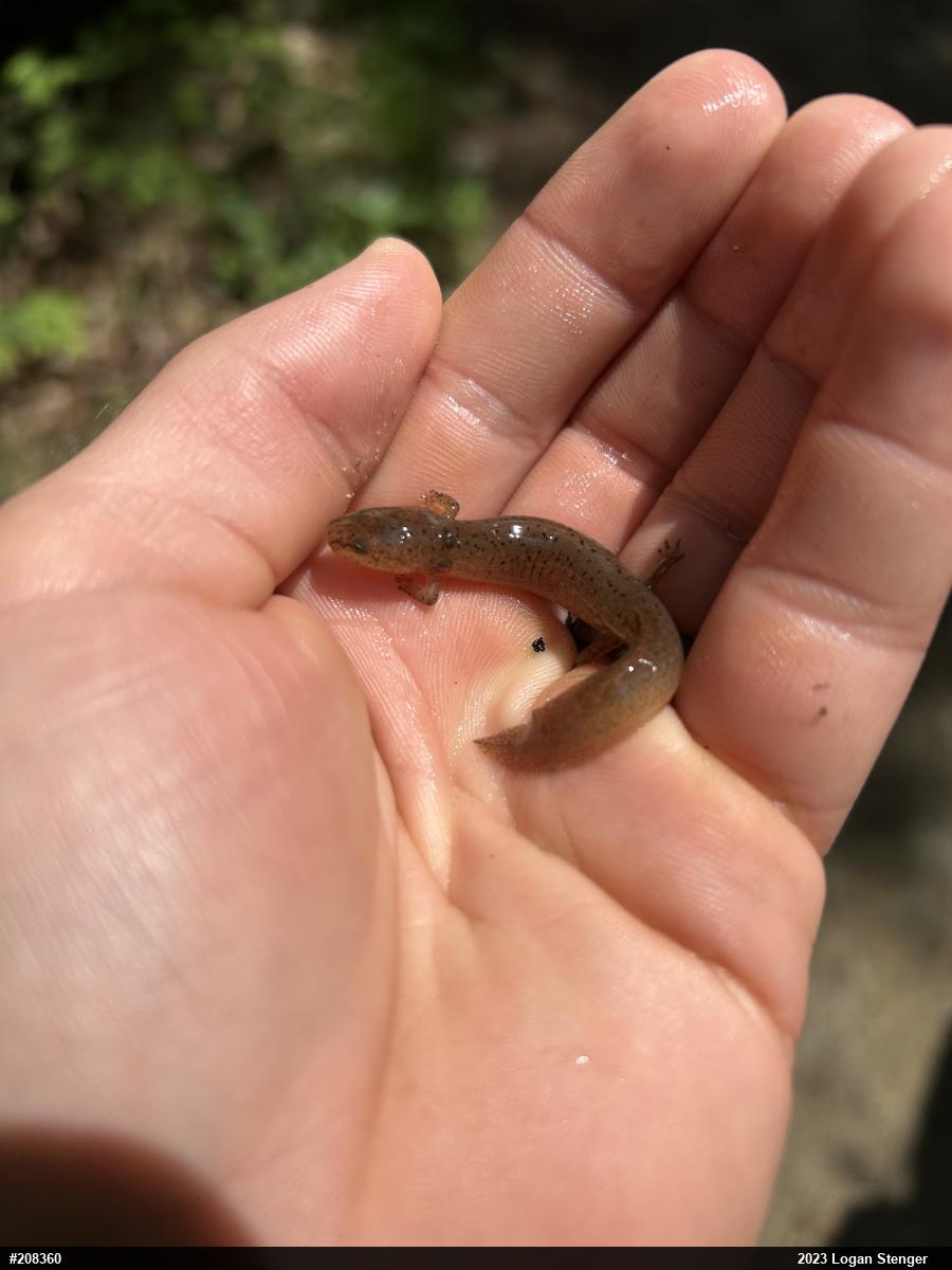 Northern Red Salamander