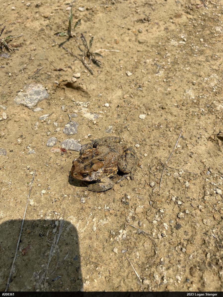 Eastern American Toad