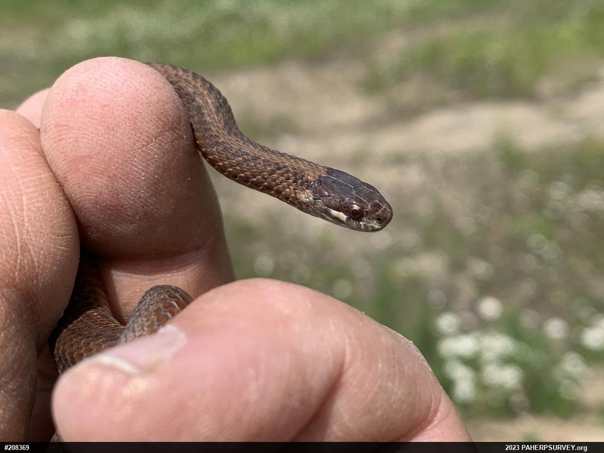 Red-bellied Snake