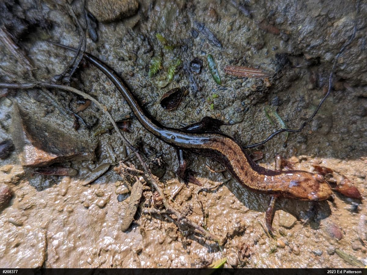 Allegheny Mountain Dusky Salamander