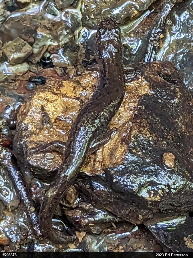 Northern Dusky Salamander