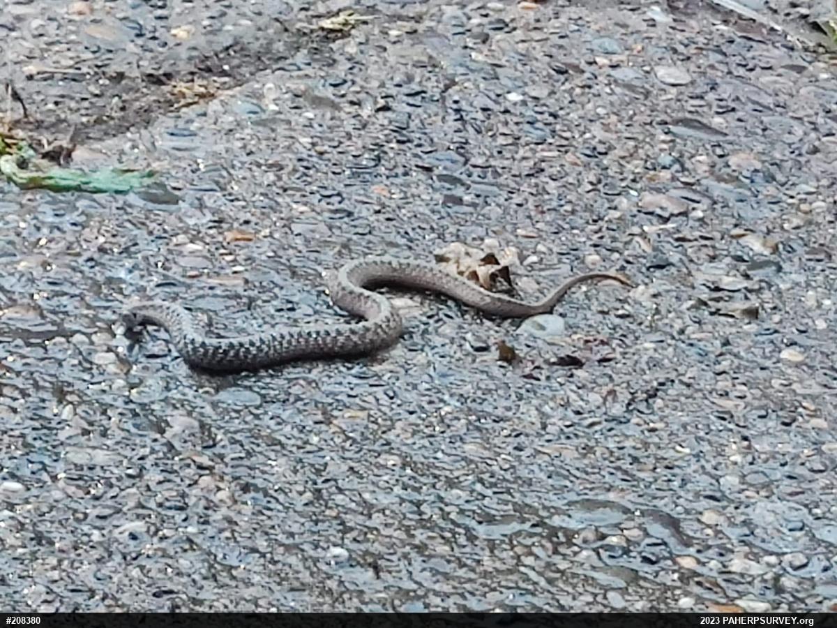 Dekay's Brownsnake