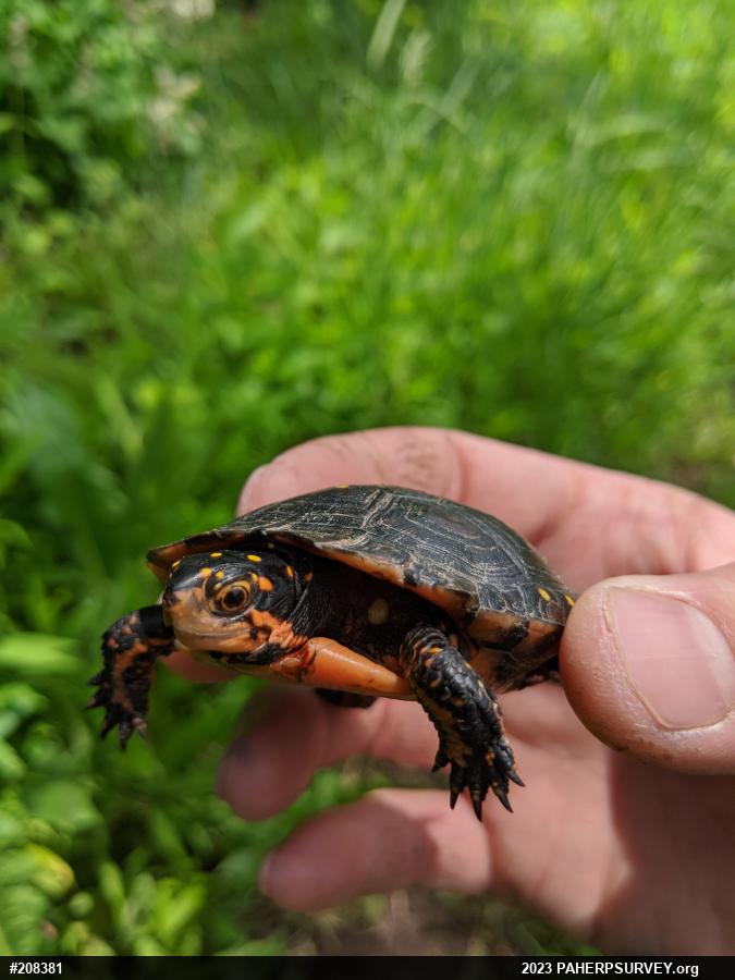 Spotted Turtle