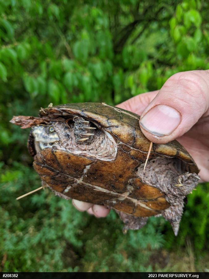 Eastern Musk Turtle