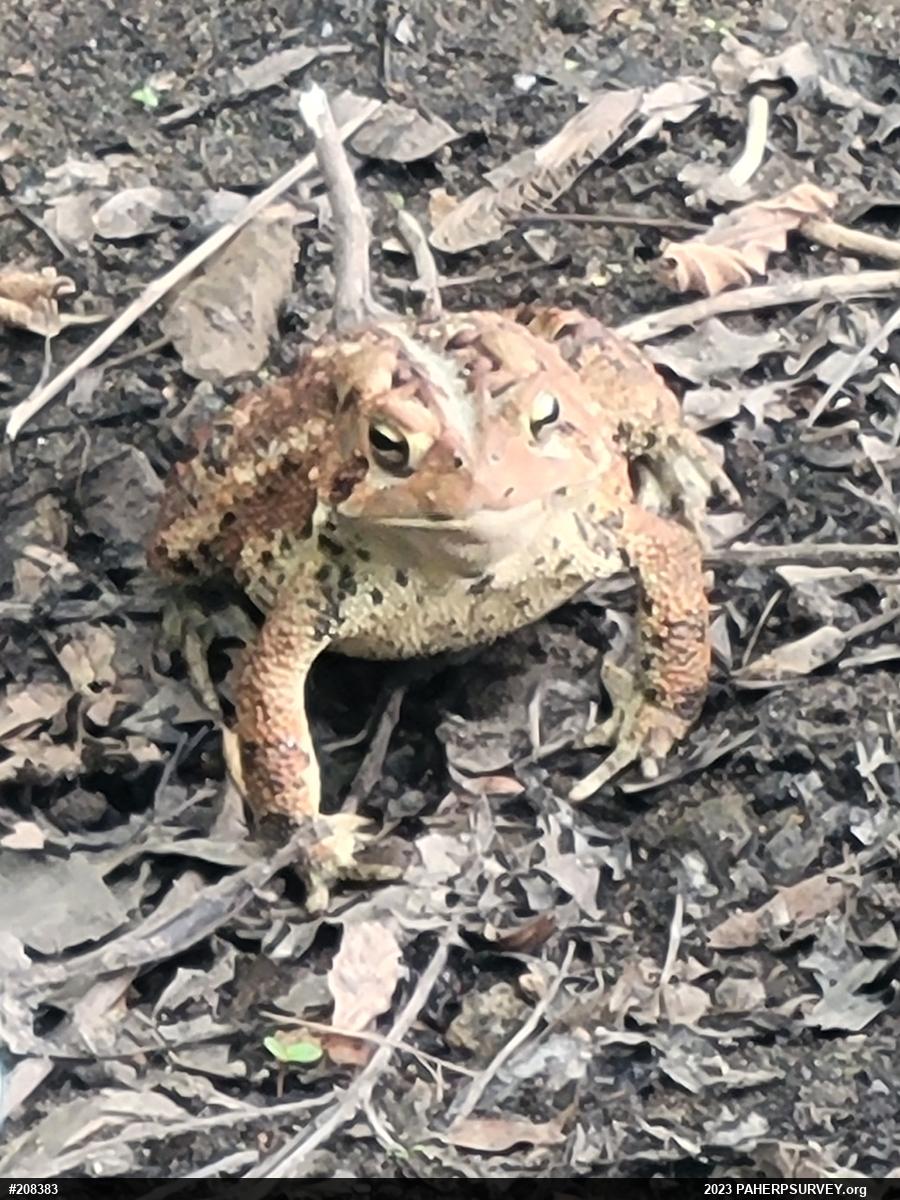 Eastern American Toad