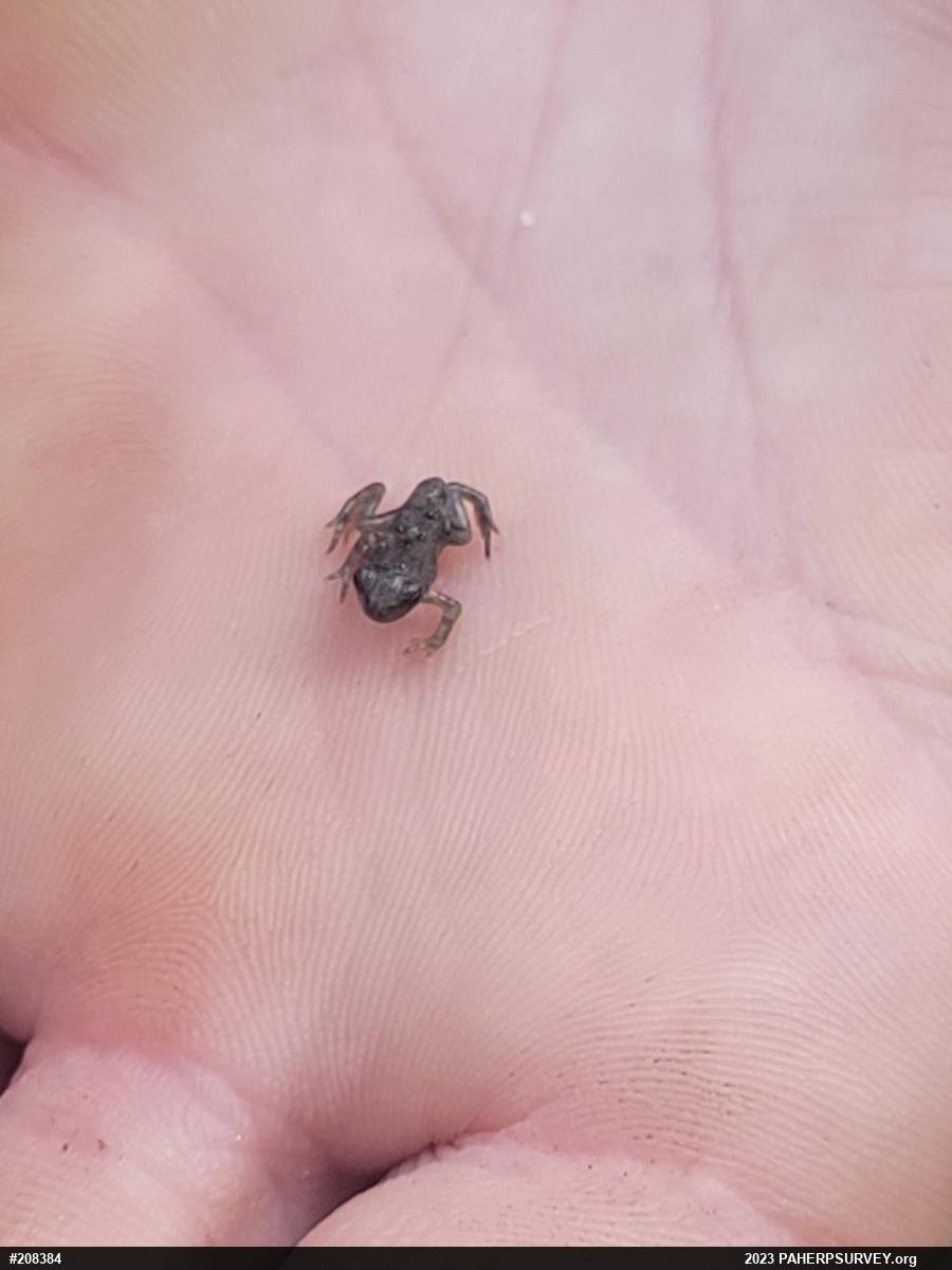 True Toads