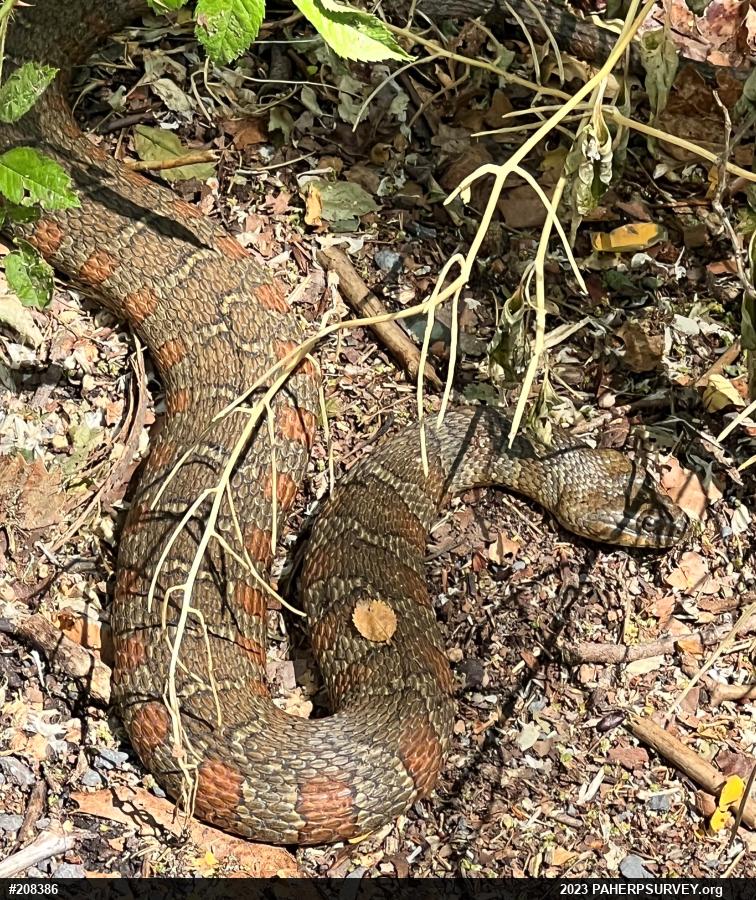 Northern Watersnake