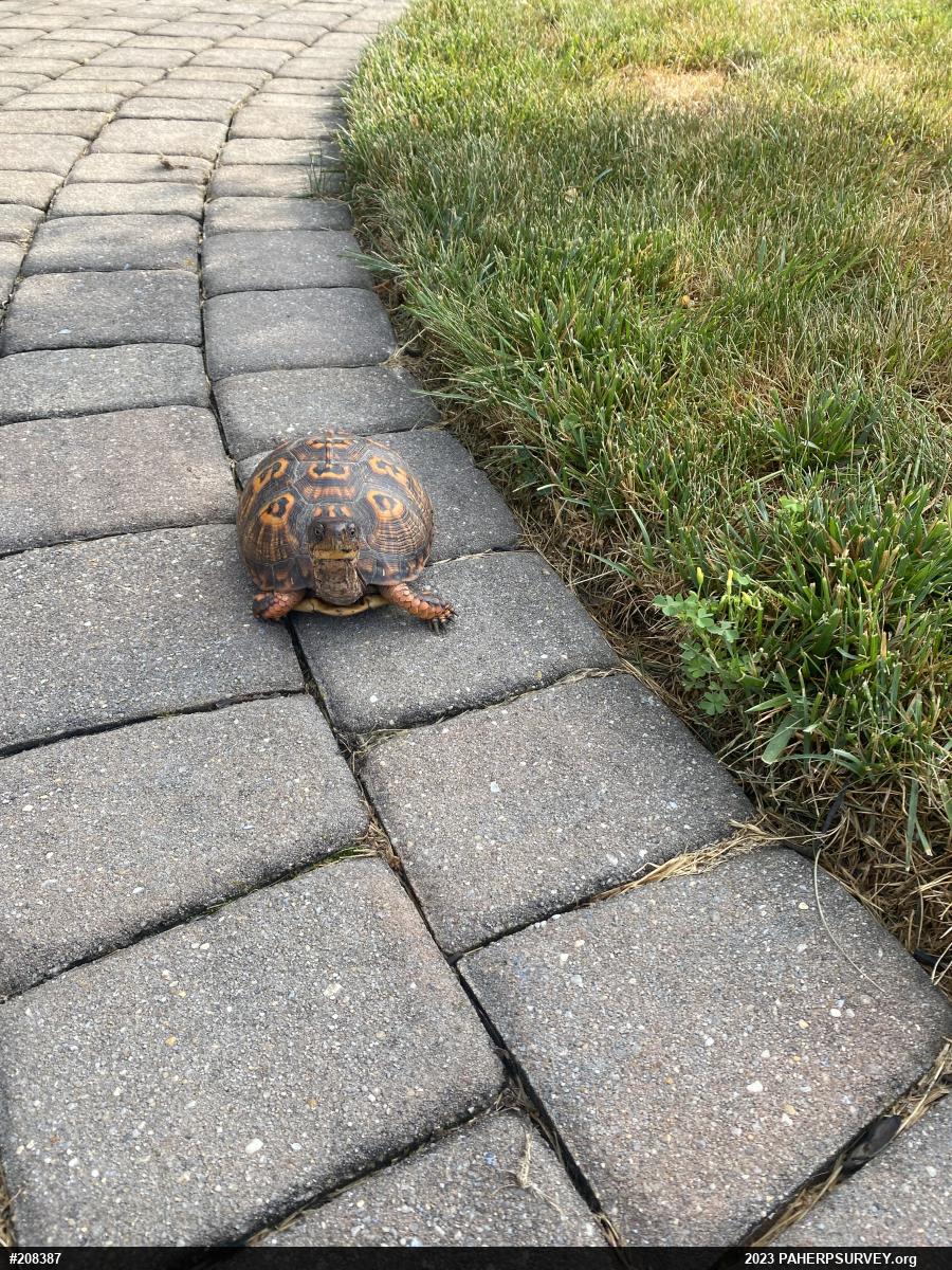 Eastern Box Turtle