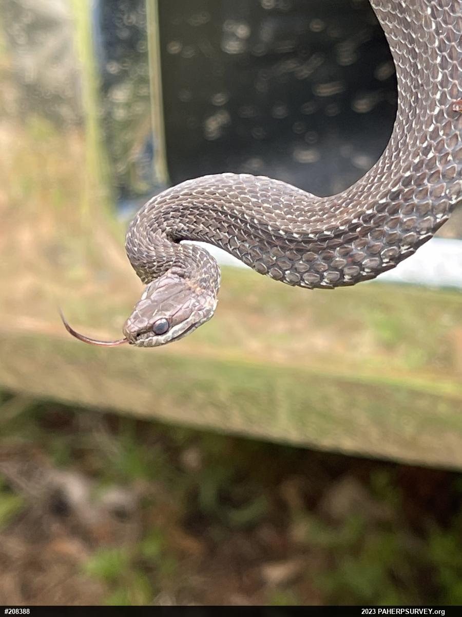 Red-bellied Snake