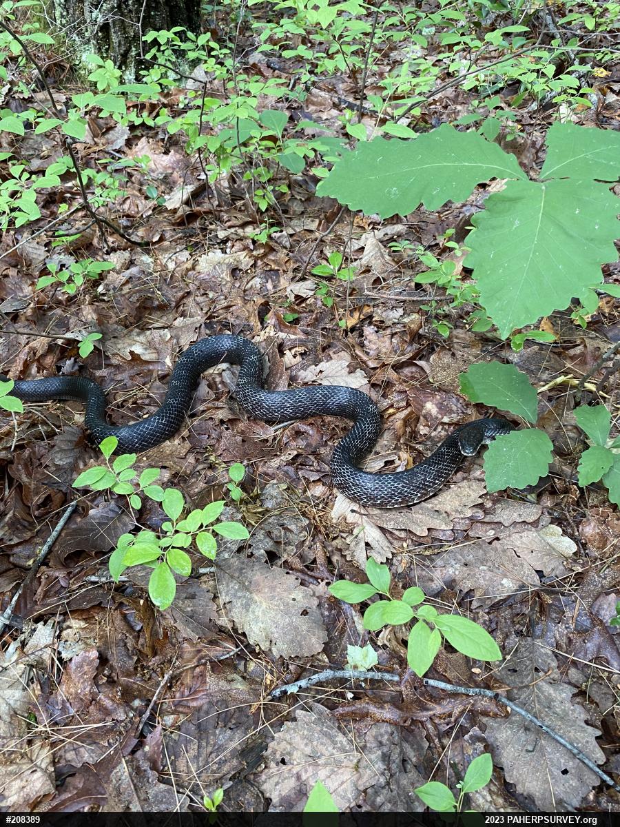Eastern Ratsnake