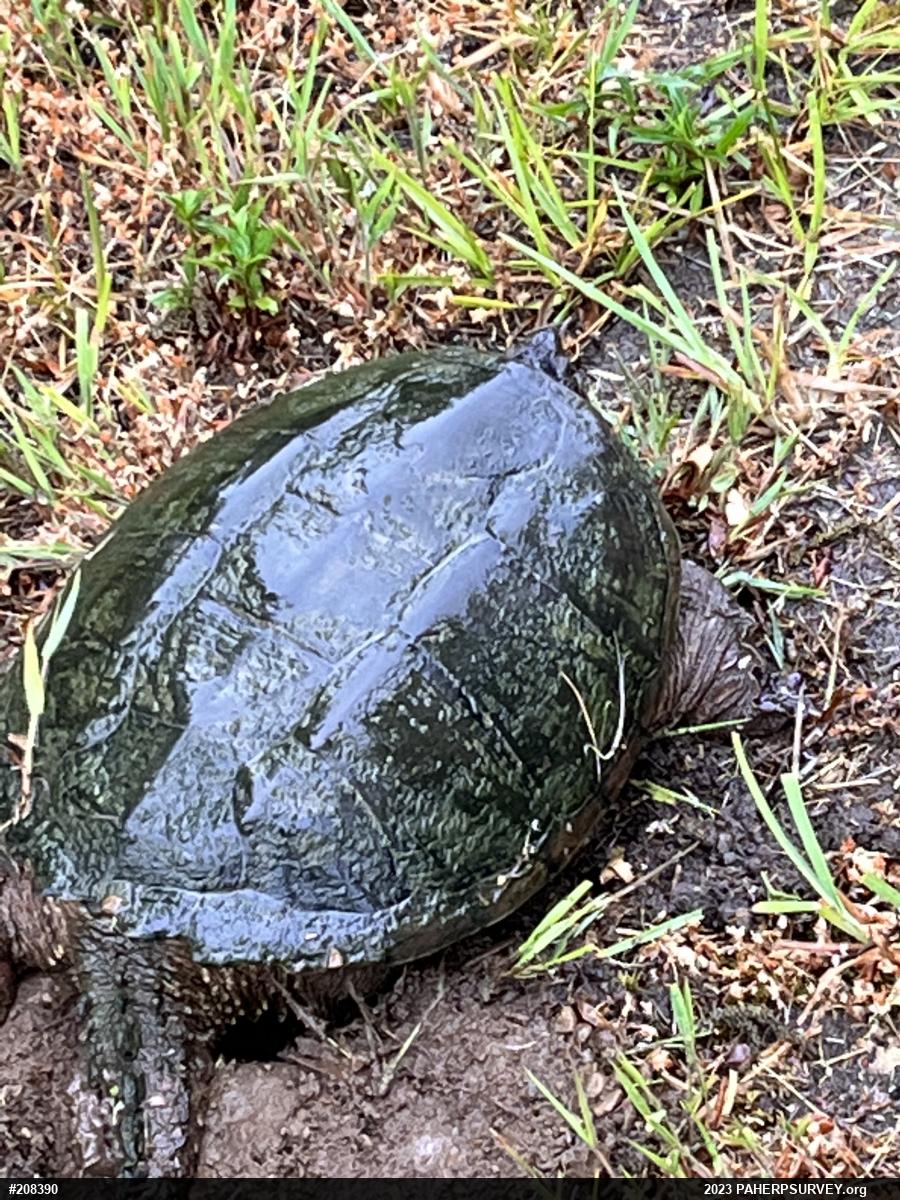 Snapping Turtle