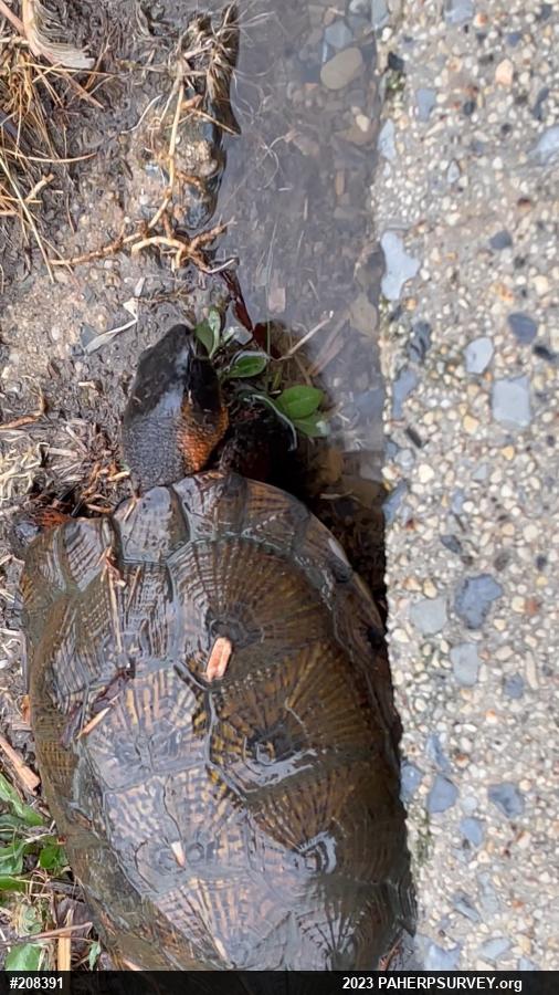 Wood Turtle
