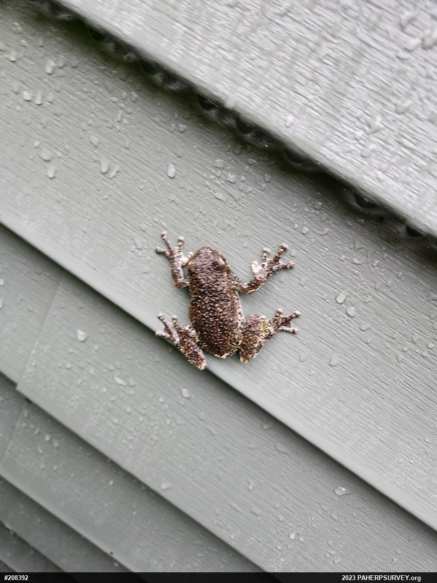 Unknown Gray Treefrog