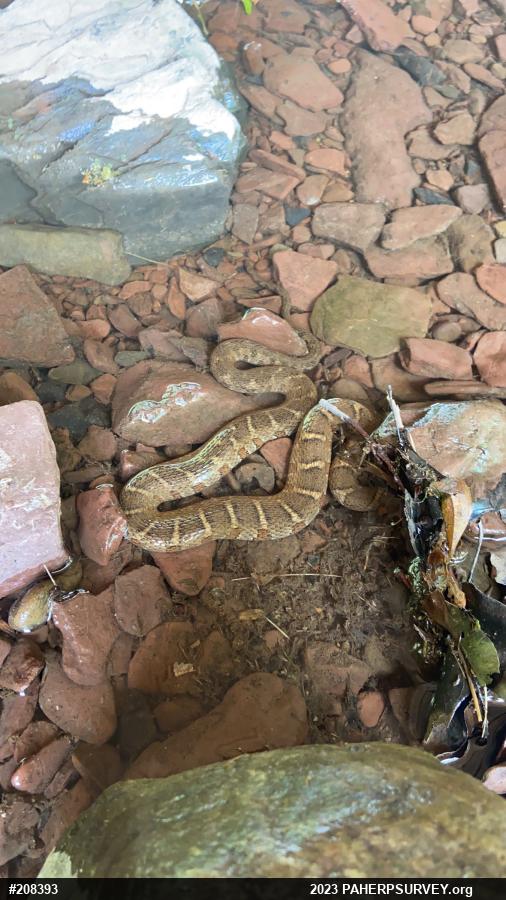 Northern Watersnake
