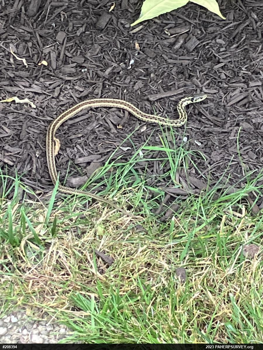Eastern Gartersnake