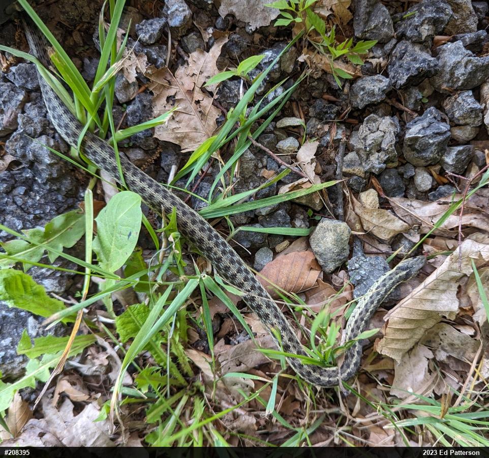 Eastern Gartersnake