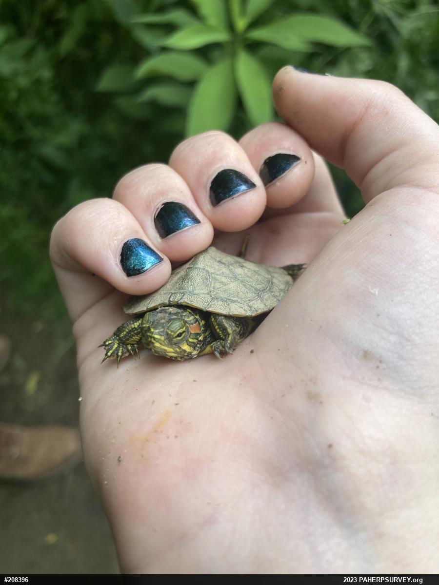 Red-eared Slider