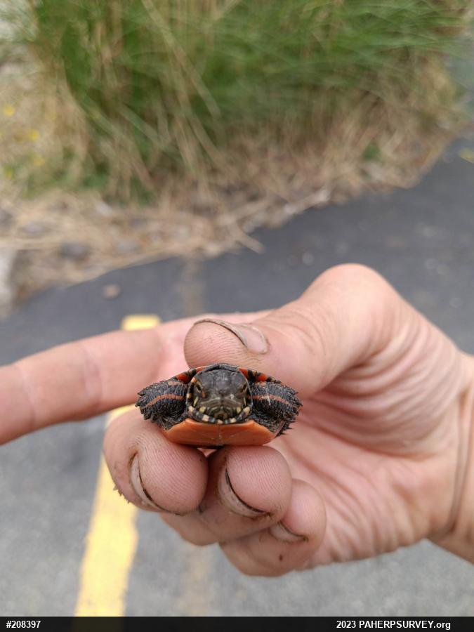 Painted Turtle