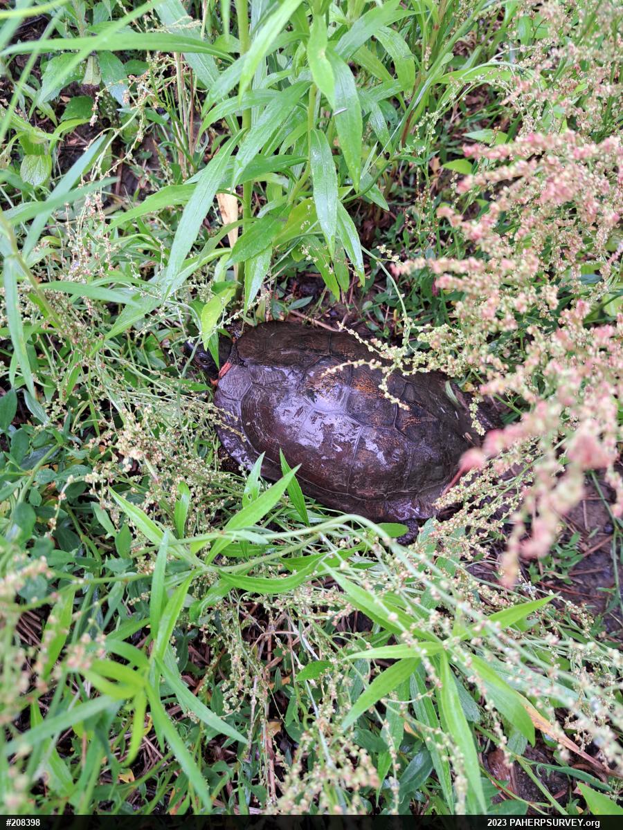 Wood Turtle