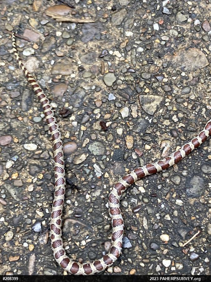 Eastern Milksnake